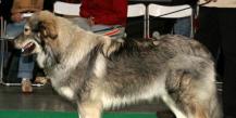 Карстская овчарка (Karst Sheepdog) - Животные и природа Фотографии карстских овчарок
