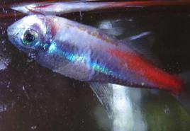 Неоновая болезнь рыб, или плейстофороз: симптомы и лечение