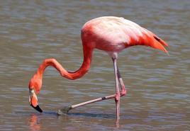 Фламинго: где живет, чем питается, описание