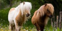 Породы пони. Пони лошадь. Образ жизни и среда обитания пони Происхождение и история породы