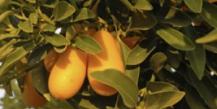 Кумкват: «золотой апельсин» — секреты выращивания в домашних условиях Кумкват растение влаголюбивое если воздух будет