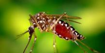 Размножении комаров сказывается относительно малое