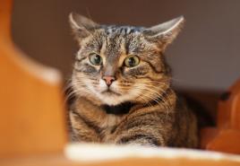Стресс у кошки: симптомы и лечение