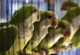 Симптомы, причины и лечение поноса у попугаев