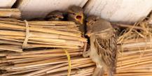 Чем кормить птенца воробья Птенец грача выпал из гнезда