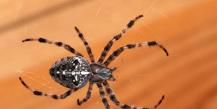 Опасен ли укус паука-крестовика?