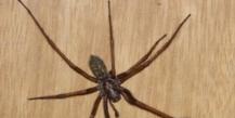 Чем питается домовой паук Что едят пауки кроме мух и комаров