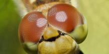 Стрекоза – насекомое с «реактивными» способностями Чем дышит стрекоза