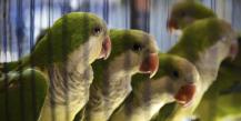 Симптомы, причины и лечение поноса у попугаев