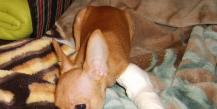 Парез у собак: причины, симптомы, лечение От чего у собаки парализовало задние лапы