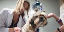 Симптомы пиометры и лечение её антибиотиками у собаки (хирургическое вмешательство) Как проявляется заболевание