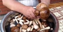 Что можно сварить из грибов