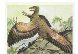 Археоптерикс - это самое убедительное доказательство происхождения птиц от пресмыкающихся Чем археоптерикс отличается от рептилий